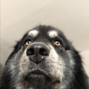 Meet your Posher, Sydney